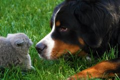 Ein Hund und eine Katze berühren sich an der Nasenspitze