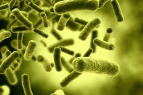 Stark vergrössertes Bild von Bakterien.